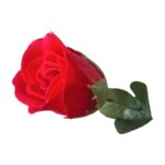 Zeep Roos - Afbeelding 2